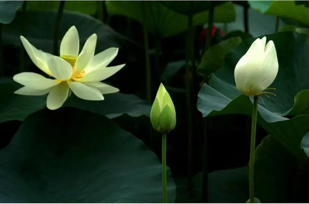 不孕症的汤药治疗方法 不孕症的汤药治疗方法